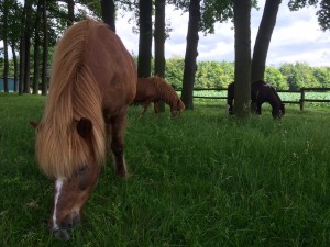 Ferien auf dem Bauernhof Lippstadt mit Pferden am Hotel