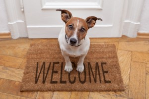 (Javier Brosch/Shutterstock.com) Hundefreundliches Hotel Lippstadt buchen