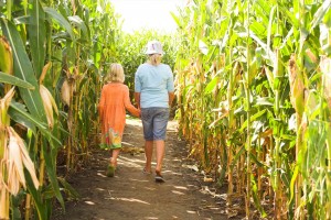 (Rich Koele/Shutterstock.com)Maislabyrinth in Delbrück für Familien und Kinder