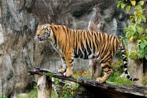 (MusiggachartSMY/Shutterstock.com) Nadermanns Tierpark in der Nähe des Hotels