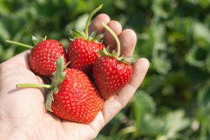 Erdbeeren Plücken für Erdbeertorte
